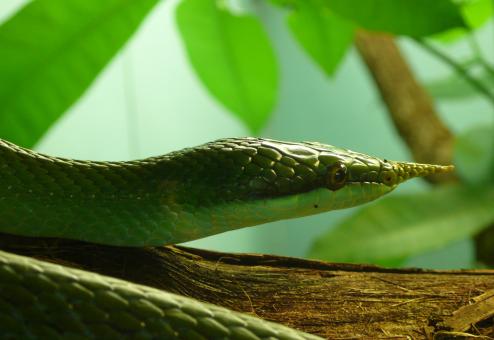Free Stock Photo of Snake on the Tree