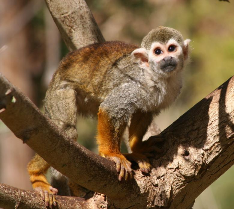 Free stock image of Squirrel Monkey created by Pixabay