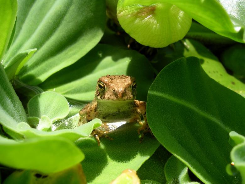 Free stock image of Wild Toad created by Pixabay