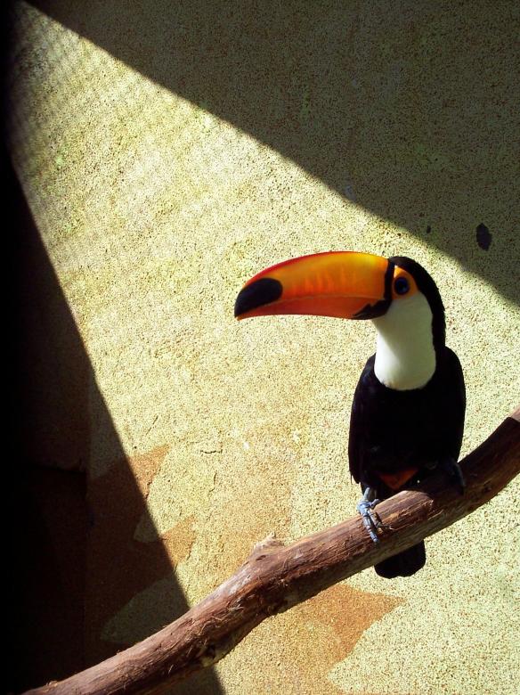 Free stock image of Toucan created by Pixabay