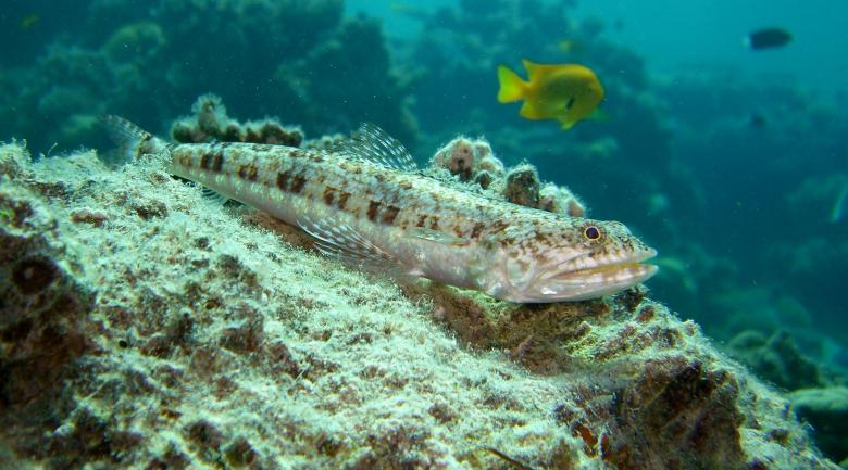 Free stock image of Variegated Lizardfish created by Pixabay