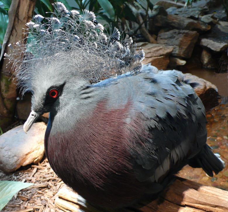 Free stock image of Victoria Crowned Pigeon created by Pixabay