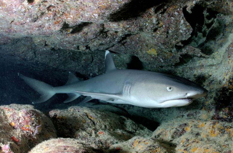 Free stock image of White Tip Reef Shark created by Pixabay