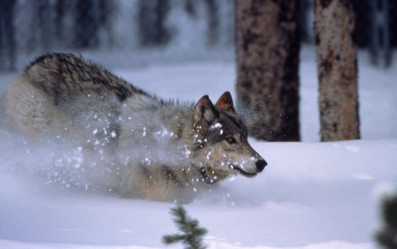 Free stock image of Wolf in Winter created by Pixabay