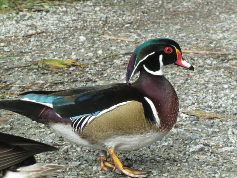 Free stock image of Wood Duck created by Pixabay