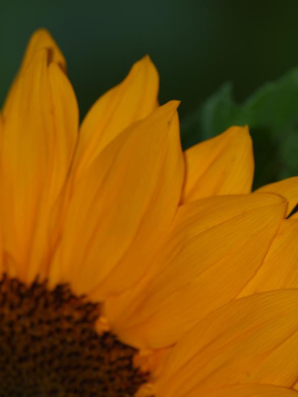 Free stock image of Sunflower created by Marko Mäkinen