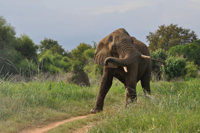 Free stock image of Elephant on the Run created by Pixabay