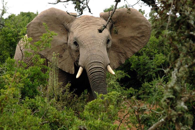 Free stock image of Giant Elephant created by Pixabay