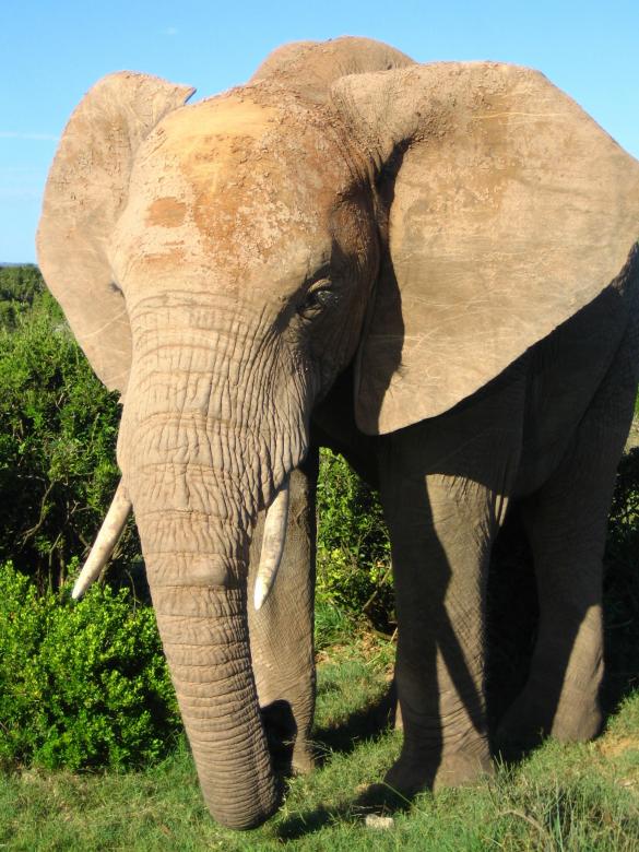 Free stock image of African Elephant created by Pixabay