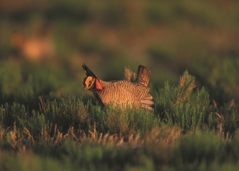 Free stock image of Unknown Bird created by Pixabay