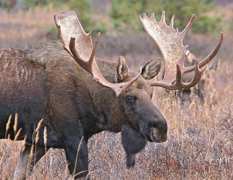 Free stock image of Bull Moose created by Pixabay
