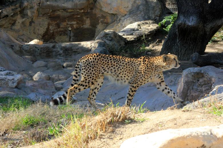 Free stock image of Cheetah Searching for Food created by Pixabay