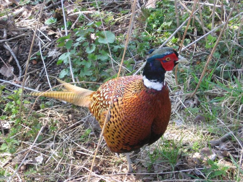 Free stock image of Common Pheasant created by Pixabay