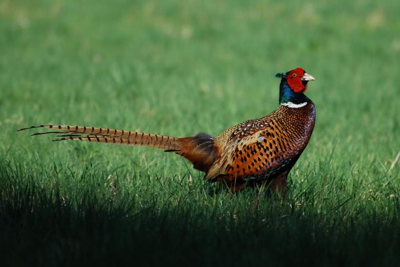 Free stock image of Common Pheasant created by Pixabay