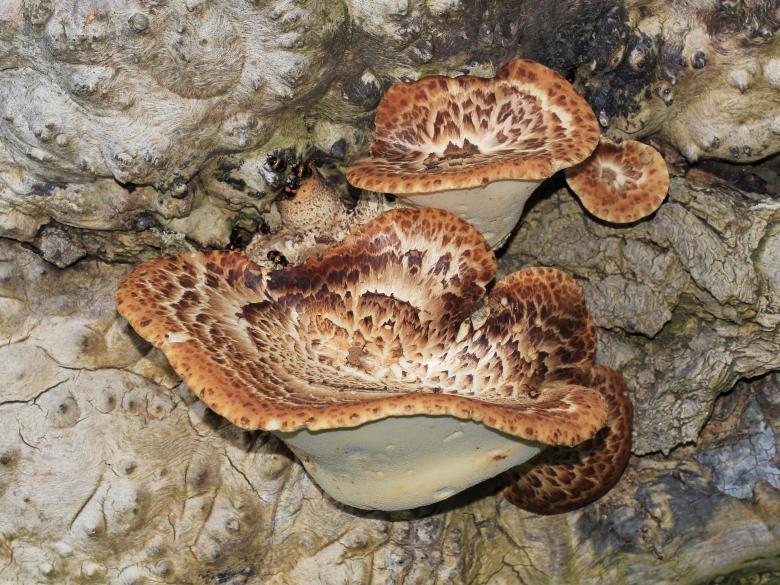 Free stock image of Dryads Saddle created by Pixabay