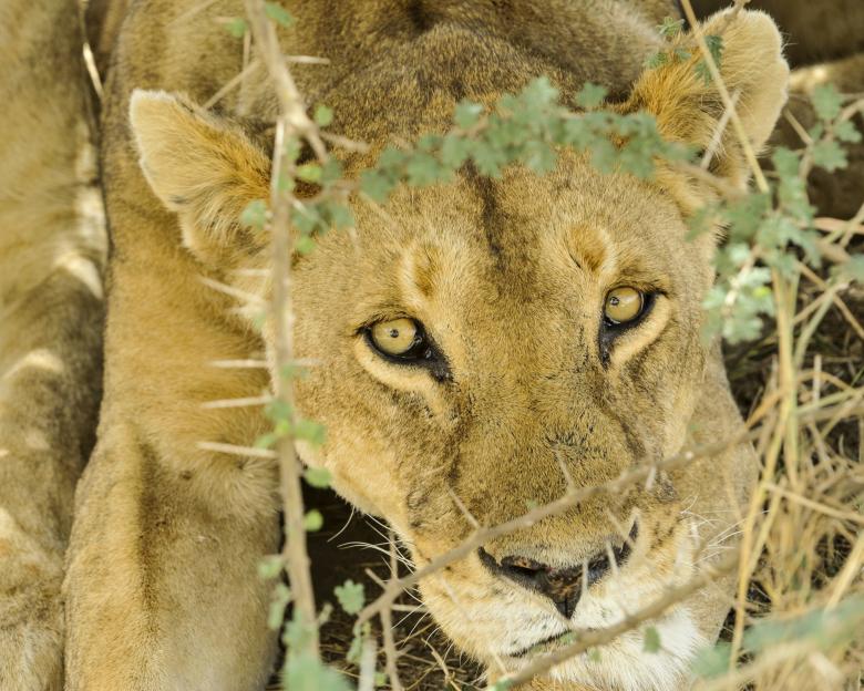 Free stock image of Female Lion created by Pixabay
