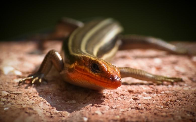 Free stock image of Five Lined Skink created by Pixabay