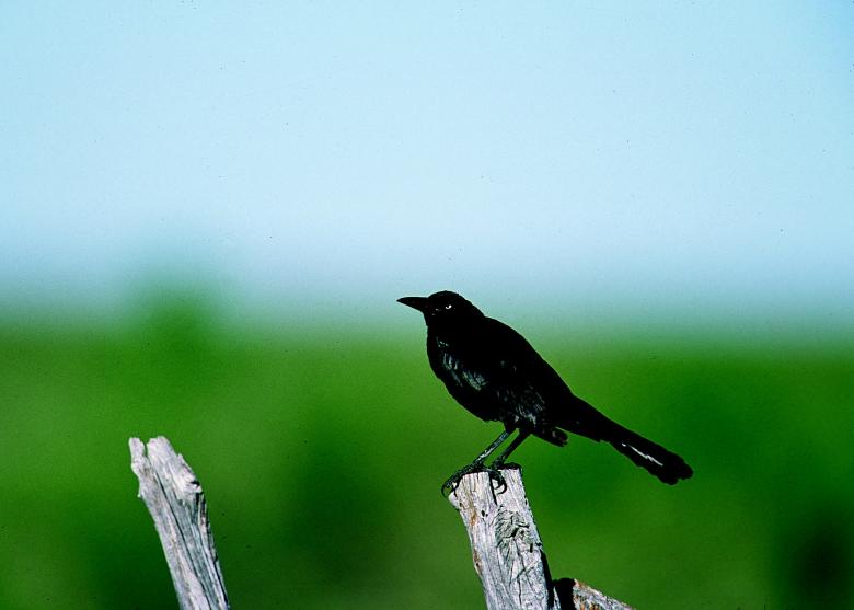 Free stock image of Black Grackle created by Pixabay