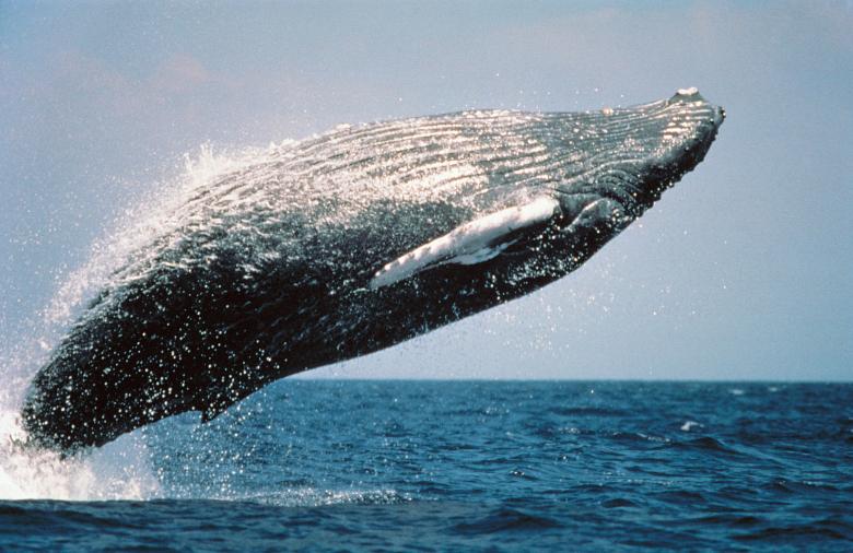 Free stock image of Humpback Whale created by Pixabay