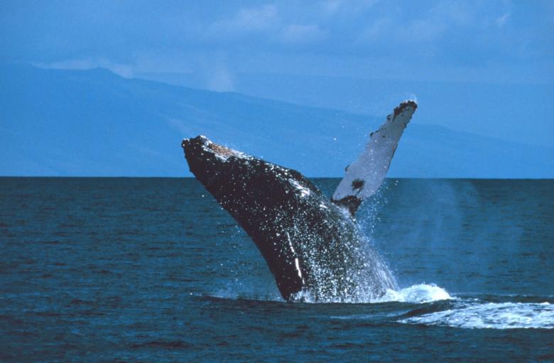 Free stock image of Humpback Whale created by Pixabay