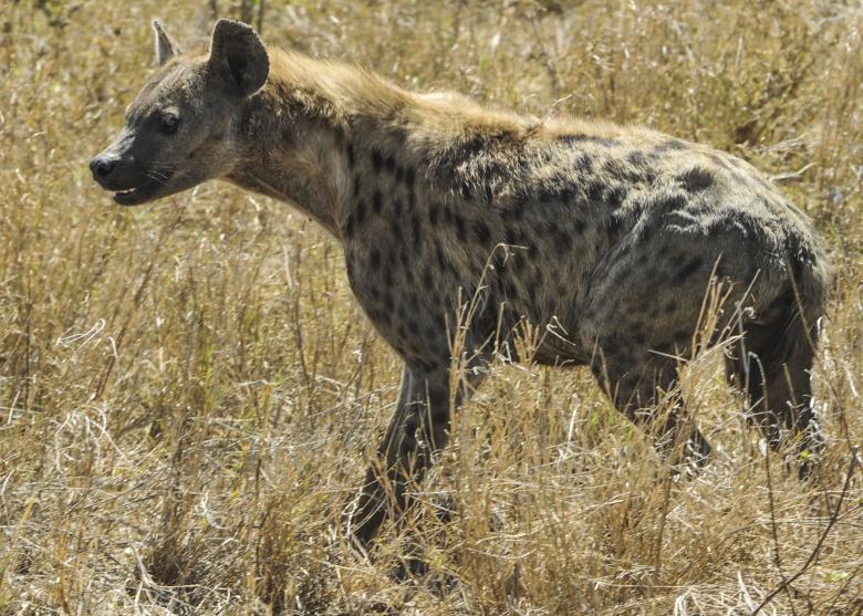 Free stock image of Wild Hyena created by Pixabay