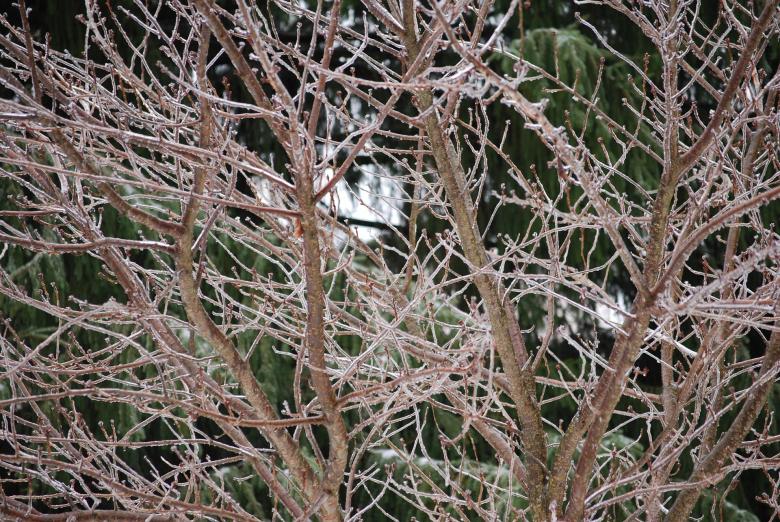 Free stock image of Frozen Branches created by Pixabay