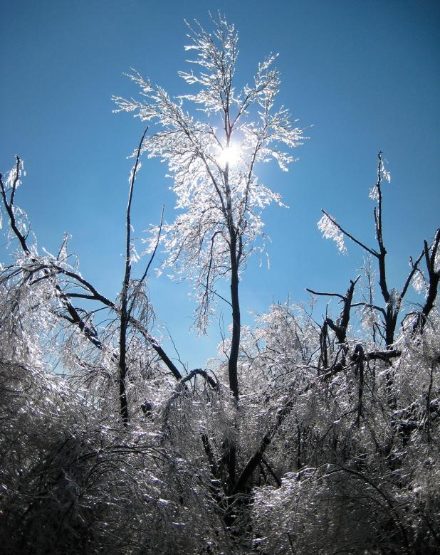 Free stock image of Frozen Trees created by Pixabay