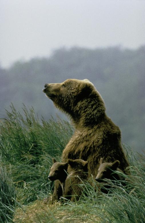 Free stock image of Kodiak Bear created by Pixabay