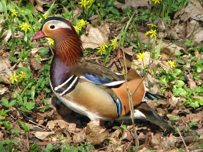 Free stock image of Mandarin Duck created by Pixabay
