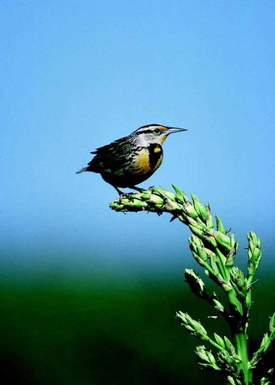 Free stock image of Meadowlark created by Pixabay