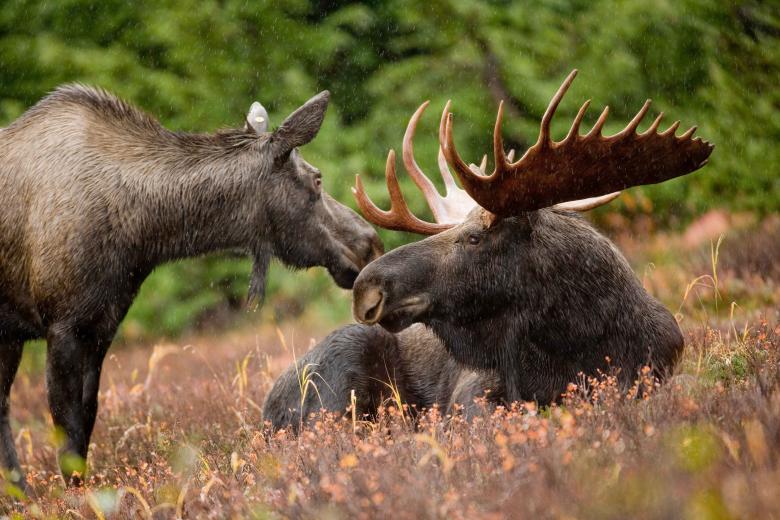 Free stock image of Wild Moose created by Pixabay