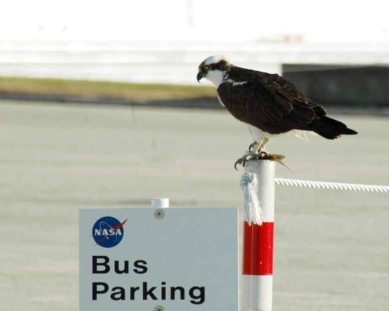 Free stock image of Osprey on the Pole created by Pixabay
