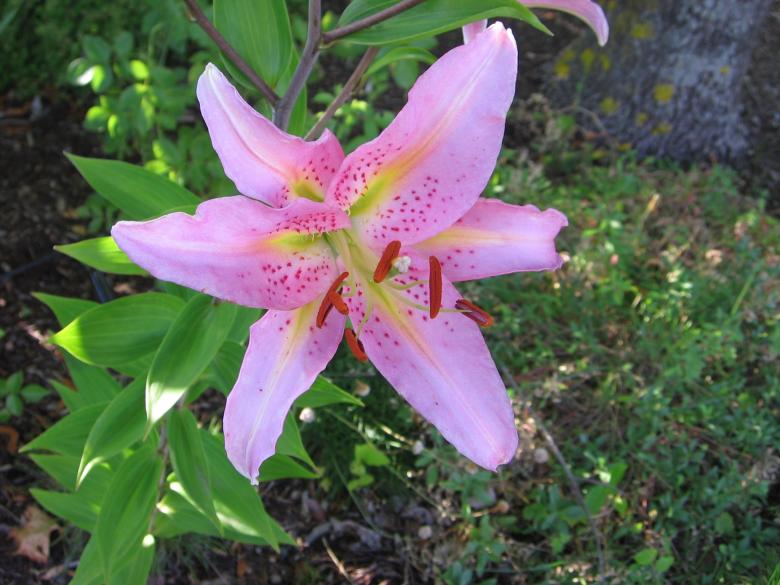 Free stock image of Pink Star Lily created by Pixabay