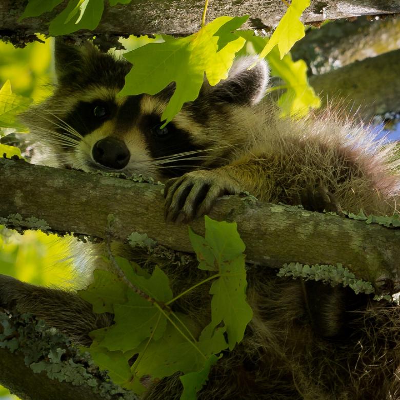 Free stock image of Raccoon on the Tree created by Pixabay