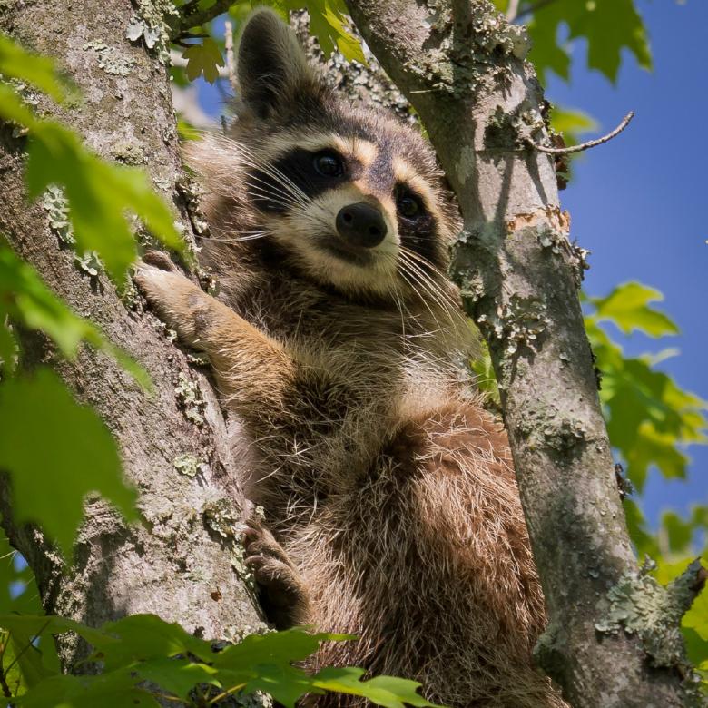 Free stock image of Raccoon on the Tree created by Pixabay