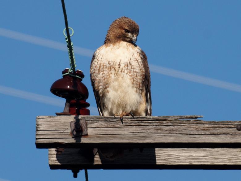 Free stock image of Red Tailed Hawk created by Pixabay