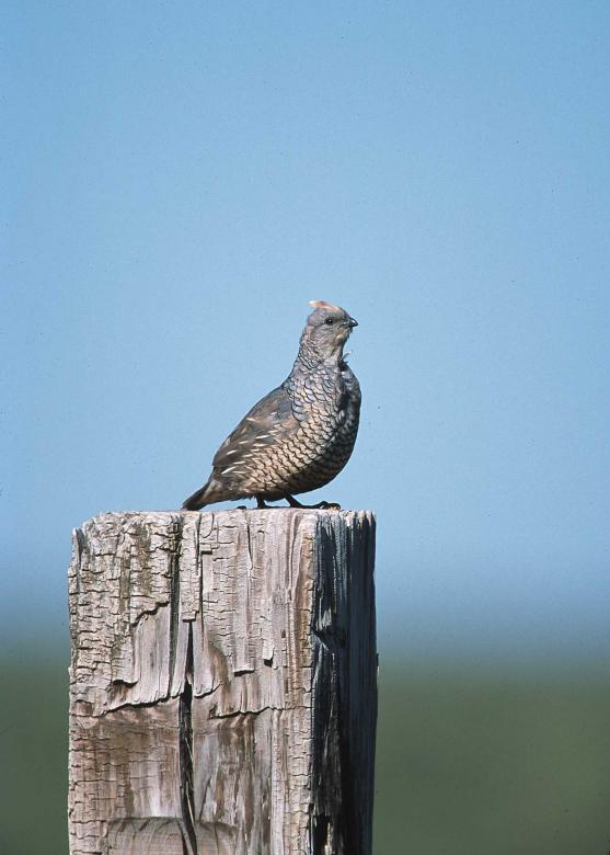 Free stock image of Scaled Quail created by Pixabay