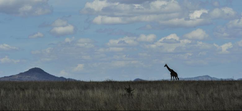 Free stock image of Lonely Zebra created by Pixabay