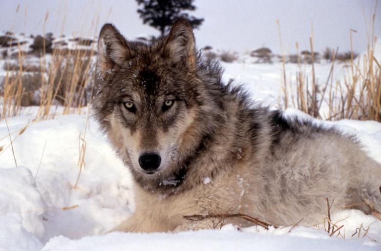 Free stock image of Wolf in Winter created by Pixabay