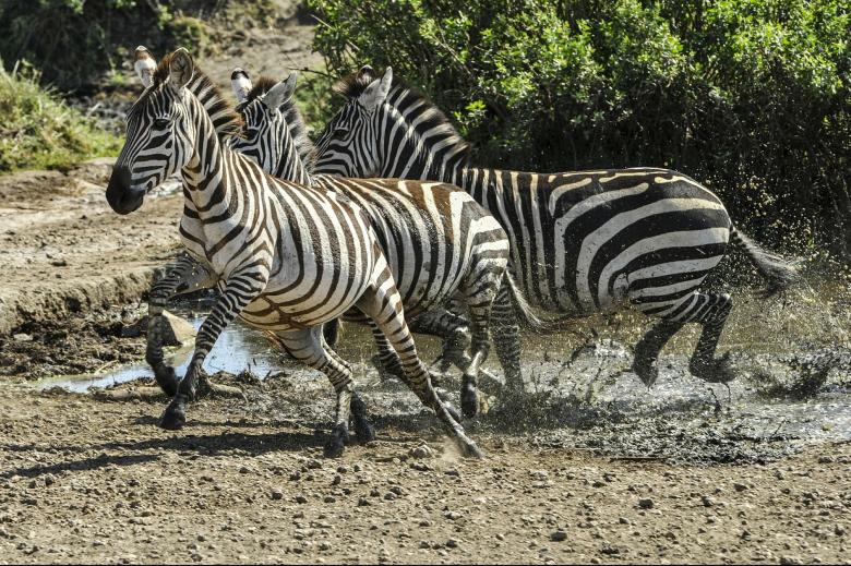 Free stock image of Wild Zebras created by Pixabay