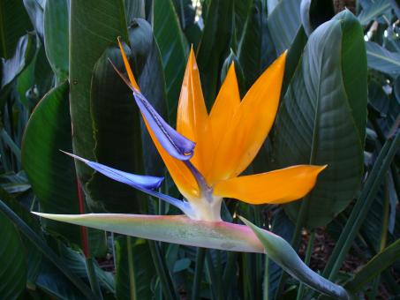 Free Stock Photo of Bird of Paradise Flower