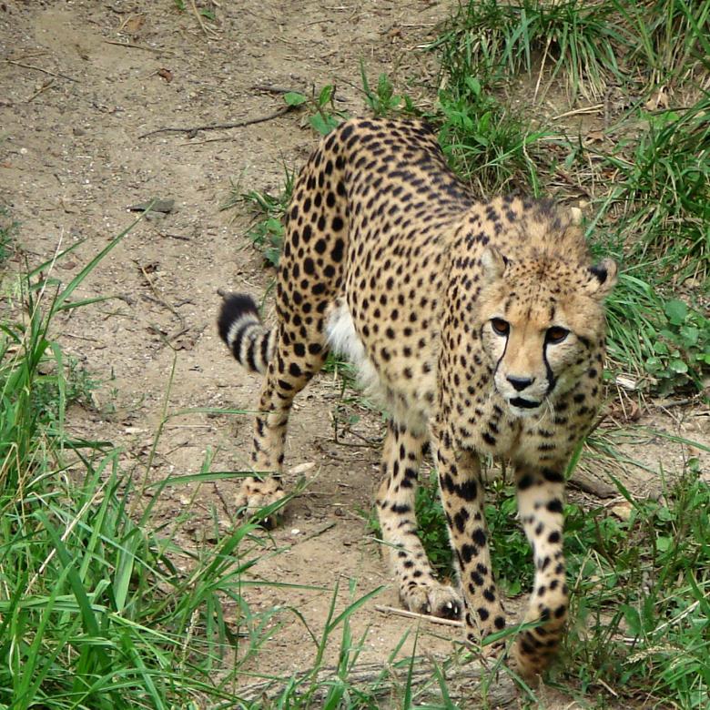 Free stock image of Cheetah created by Pixabay