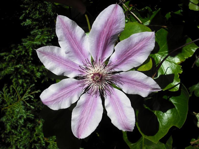 Free stock image of Fresh Clematis created by Pixabay
