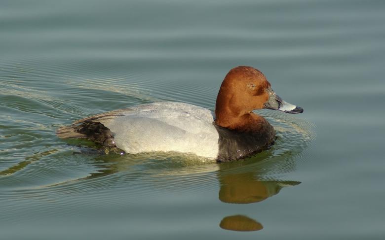 Free stock image of Pochard Duck created by Pixabay