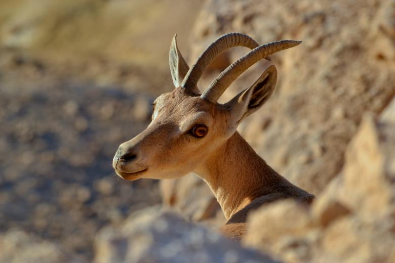 Free stock image of Fallow Deer created by Pixabay