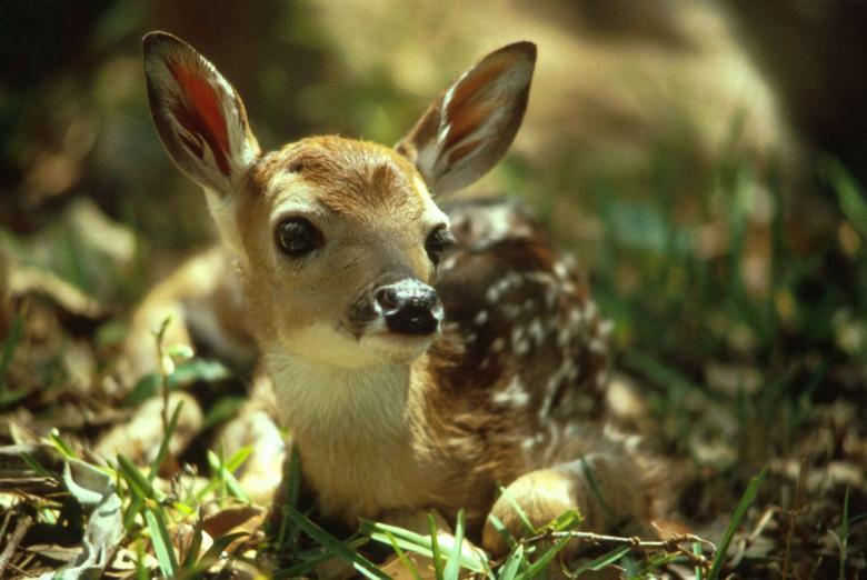 Free stock image of Fawn in the Jungle created by Pixabay