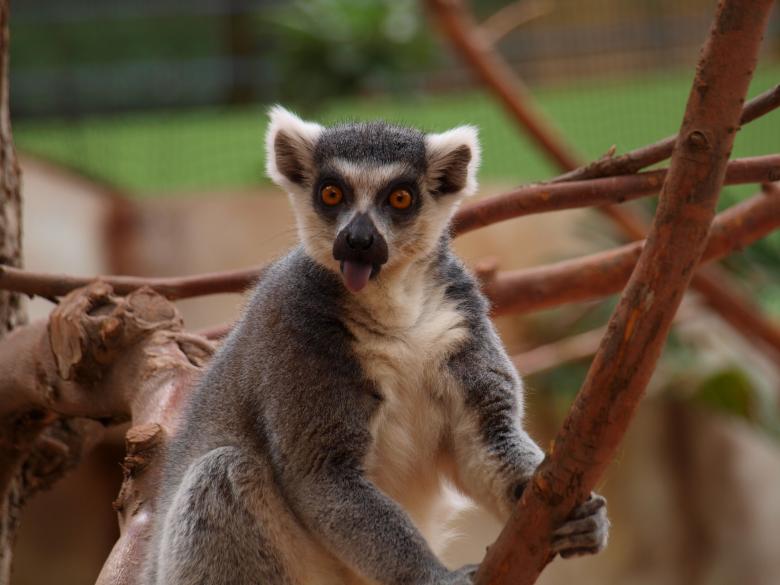 Free stock image of Lemur in the Zoo created by Pixabay