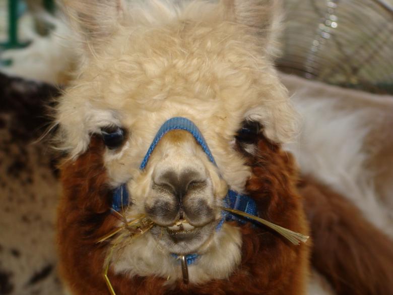 Free stock image of Lama created by Pixabay