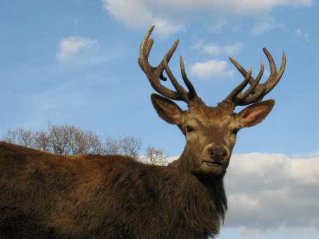 Free Stock Photo of Red Deer