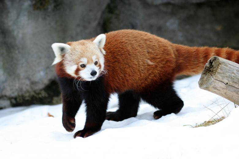 Free stock image of Red Panda created by Pixabay